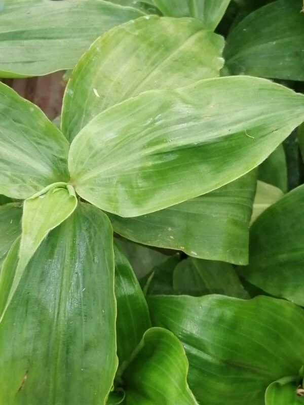 Amischotolype gracilis, sin. Forrestia mollis, pianta da interno