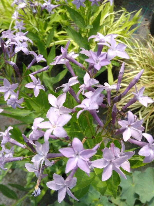 Amsonia ‘Blue Ice’, pianta da esterno