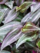 Tradescantia zebrina 'Violet Hill'