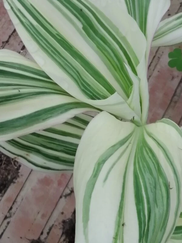 Aneilema hockii, foto 4