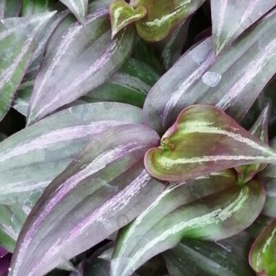 Tradescantia zebrina 'Violet Hill'