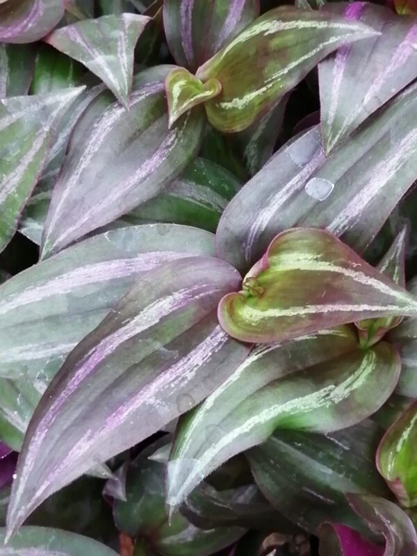 Tradescantia zebrina ‘Violet Hill’, pianta da interno