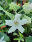 Arauja sericofera, pianta della seta