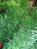 Asparagus densiflorus 'Sprengeri'