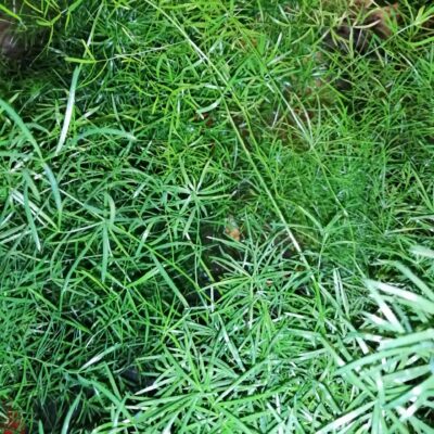 Asparagus densiflorus 'Sprengeri'