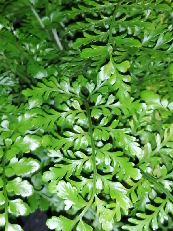Asplenium Parvati, foto 3