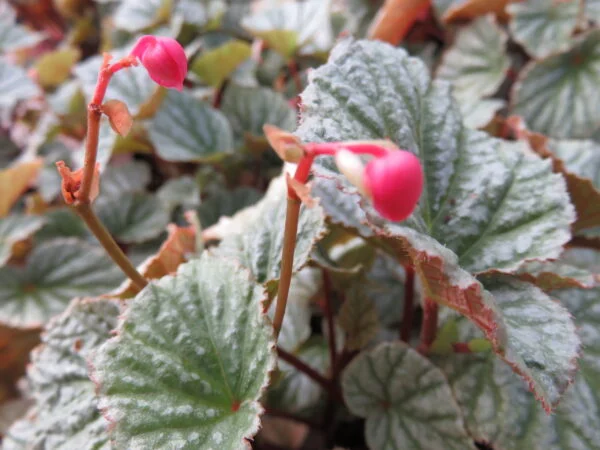 Begonia 'Abel Carriere', pianta da interno