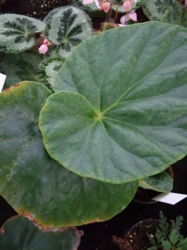 Begonia aborensis, pianta da interno