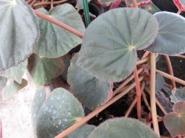 Begonia acetosa, foto 4