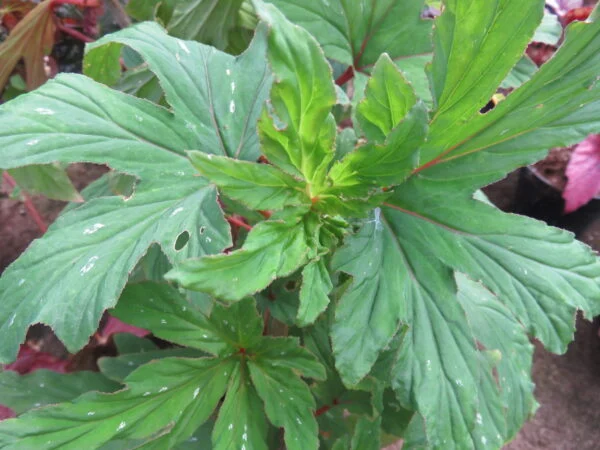 Begonia aconitifolia A.de Candolle, pianta da interno