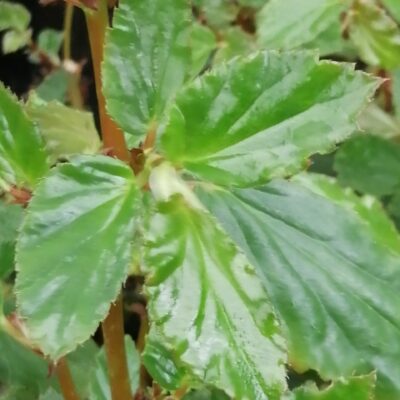 Begonia acutifolia sinonimo B. acuminata