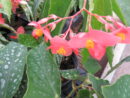Begonia albo-picta var. rosea