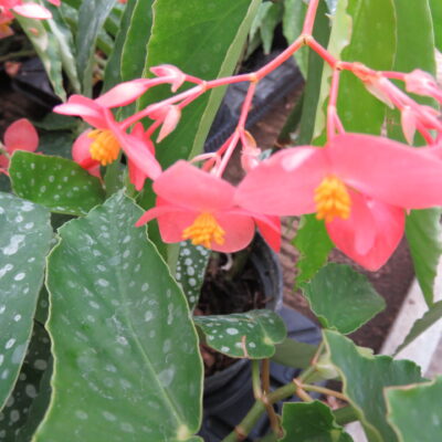 Begonia albo-picta var. rosea