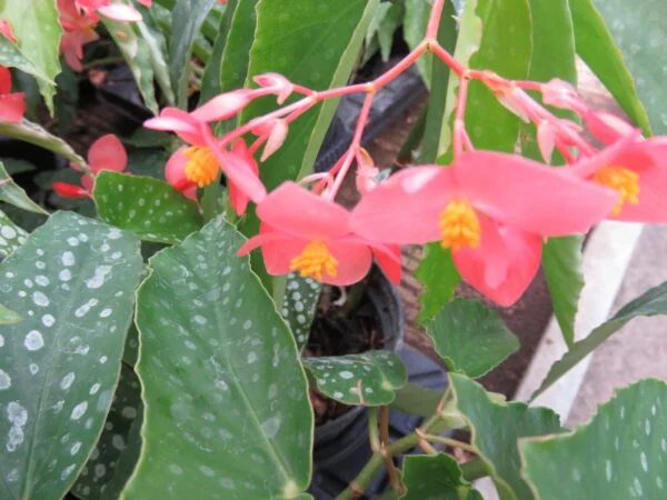 Begonia albo-picta var. rosea, pianta da interno