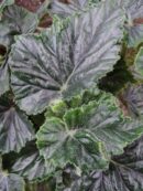 Begonia Alleryi