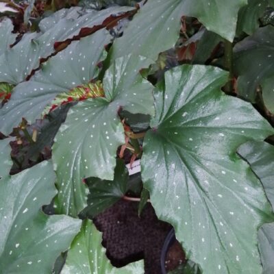 Begonia Alma Milliken