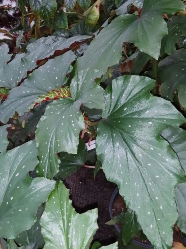 Begonia Alma Milliken, pianta da interno