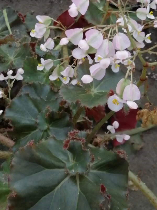 Begonia Madame Butterfly, foto 2