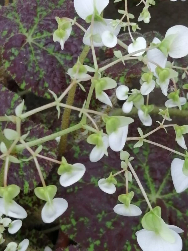 Begonia Marmaduke, foto 2