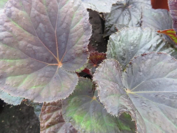 Begonia Midnight Magic, foto 3