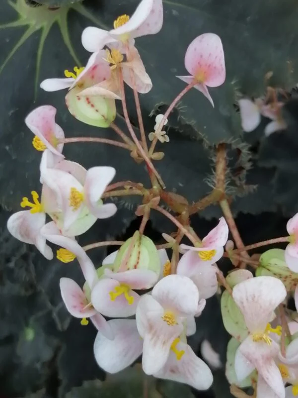 Begonia Munchkin, foto 6