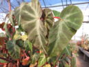 Begonia angularis Raddi , sin. Begonia zebrina, sin. B. compta