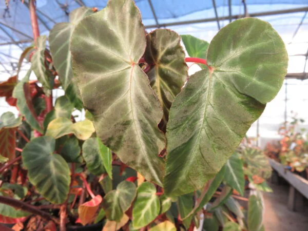 Begonia angularis Raddi, sin. Begonia zebrina, sin. B. compta, pianta da interno
