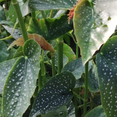 Begonia 'Comte de Miribel'