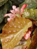 Begonia' Apricot Supreme'