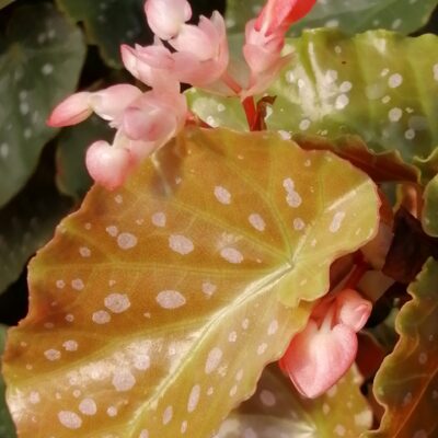 Begonia' Apricot Supreme'