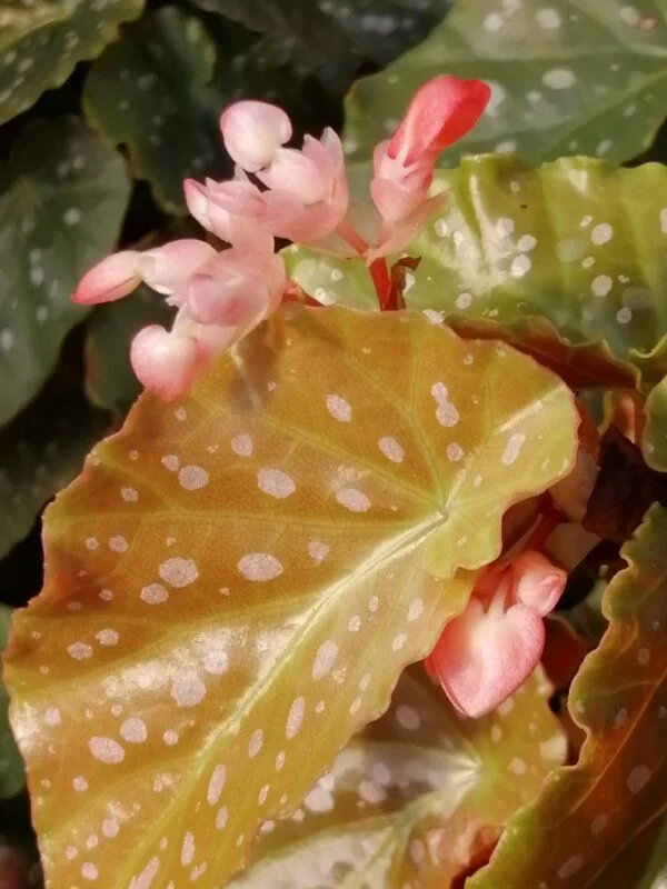 Begonia’ Apricot Supreme’, pianta da interno