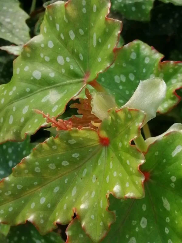Begonia 'Anna Christine', foto 6