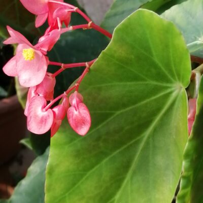 Begonia 'Douglas Nisbet'