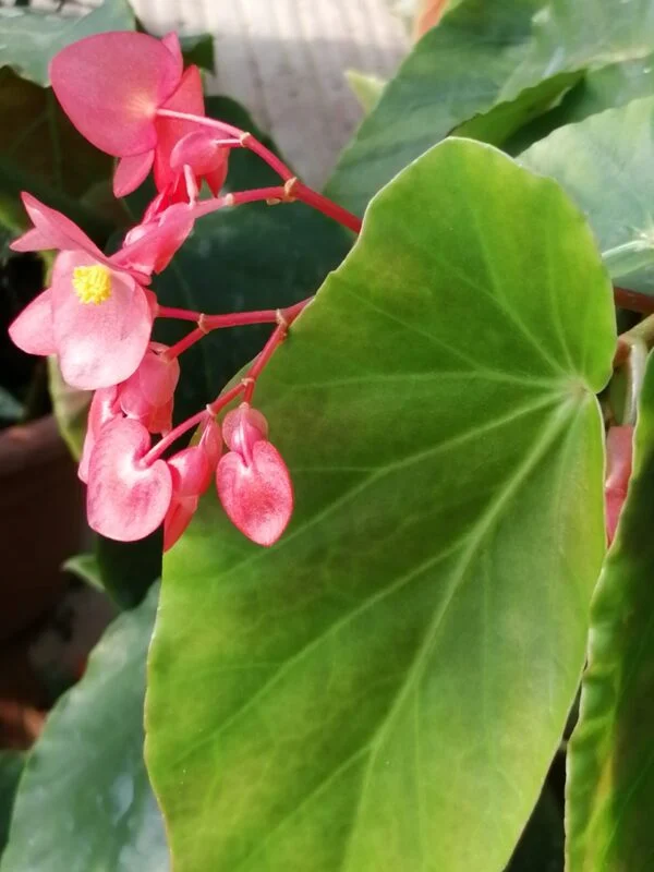 Begonia ‘Douglas Nisbet’, pianta da interno