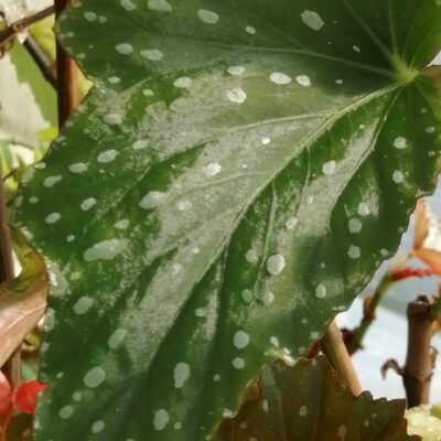 Begonia 'The Winner'
