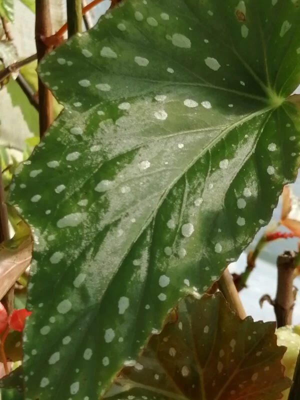 Begonia ‘Anna Christine’, foto 8