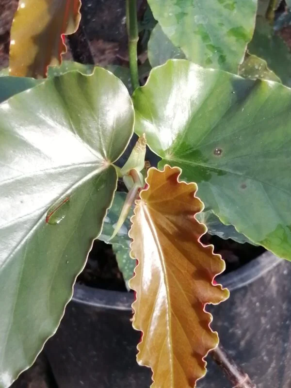 Begonia 'Anna Christine', foto 9