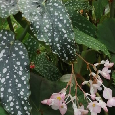 Begonia 'Anna Christine'