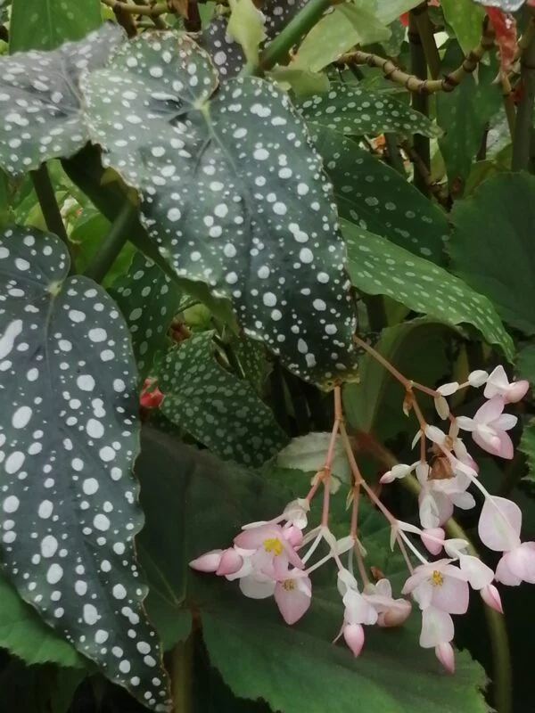 Begonia 'Anna Christine', pianta da interno