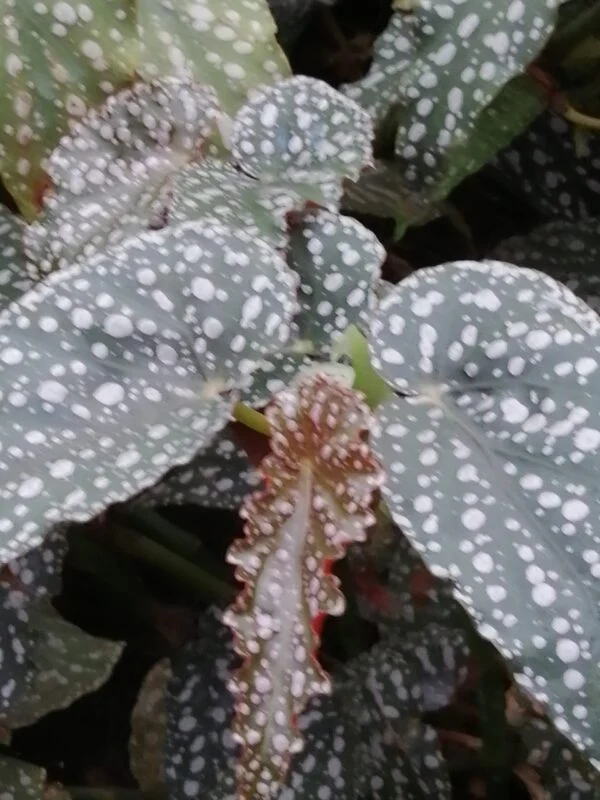 Begonia 'Anna Christine', foto 2