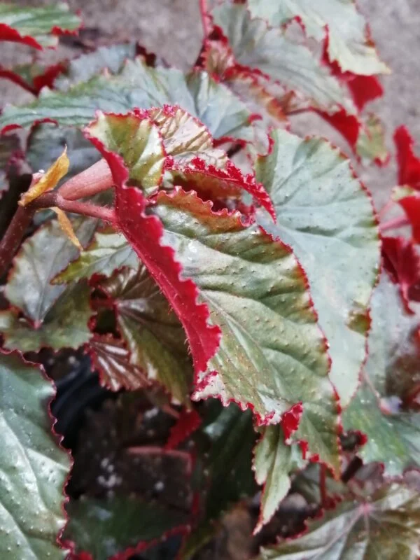 Begonia Arabian Sunset, foto 2