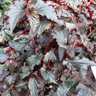 Begonia Arabian Sunset