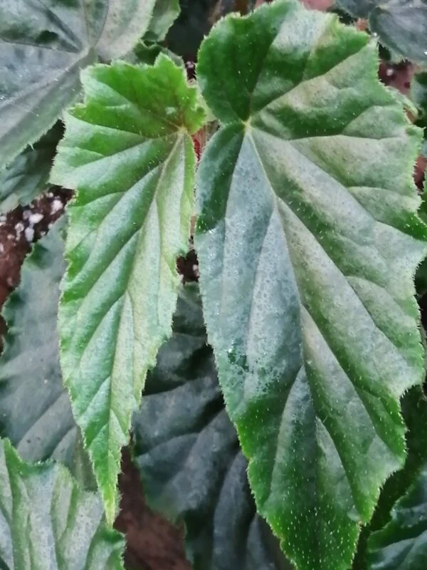 Begonia Ginny, pianta da interno