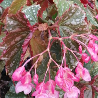 Begonia 'Guy Savard 2'