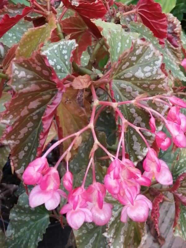 Begonia Arabian Sunset, foto 6