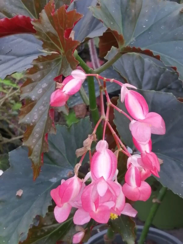 Begonia Arabian Sunset, foto 7