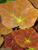 Begonia Autumn Ember
