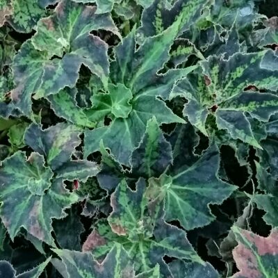 Begonia 'Baby Douk'