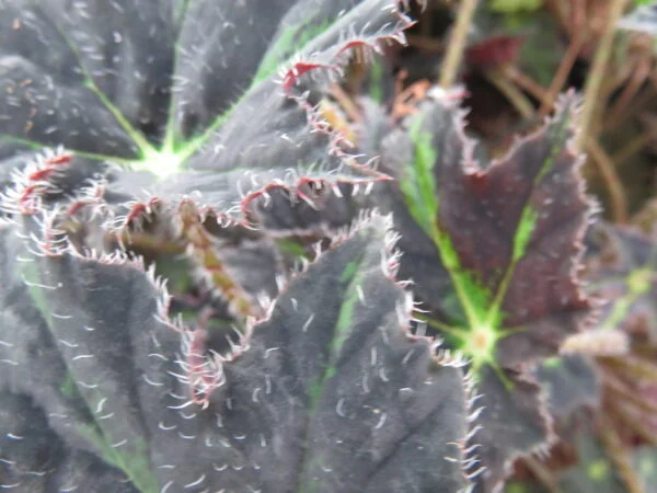Begonia Beatrice Haddrell, foto 4