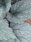 Begonia Beleaf Yukon Frost